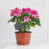 Personalised Slate Planter Marker Sign